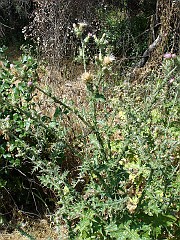 cirsium vulgare